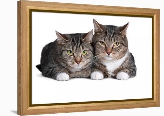 American Curl Cat-Fabio Petroni-Framed Premier Image Canvas