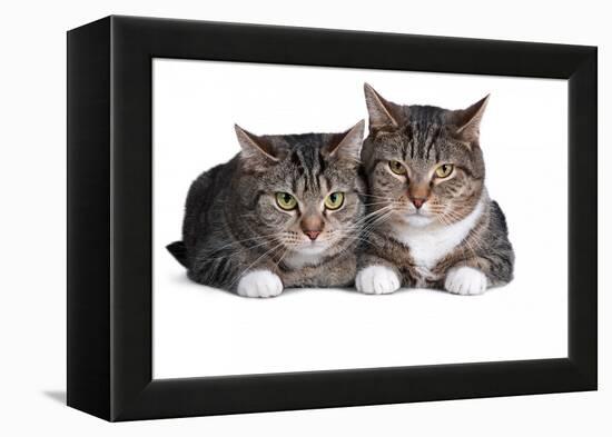 American Curl Cat-Fabio Petroni-Framed Premier Image Canvas