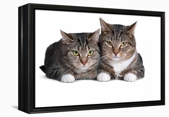 American Curl Cat-Fabio Petroni-Framed Premier Image Canvas