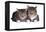 American Curl Cat-Fabio Petroni-Framed Premier Image Canvas