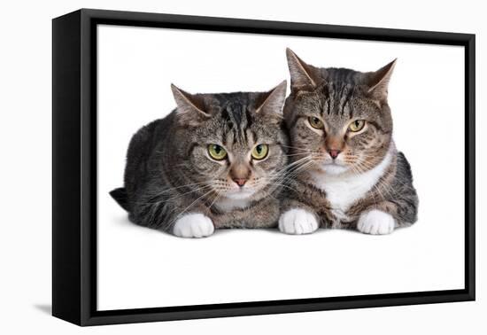 American Curl Cat-Fabio Petroni-Framed Premier Image Canvas