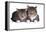 American Curl Cat-Fabio Petroni-Framed Premier Image Canvas