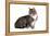 American Curl Cat-Fabio Petroni-Framed Premier Image Canvas