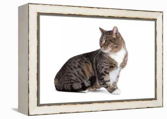 American Curl Cat-Fabio Petroni-Framed Premier Image Canvas