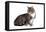 American Curl Cat-Fabio Petroni-Framed Premier Image Canvas