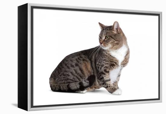 American Curl Cat-Fabio Petroni-Framed Premier Image Canvas