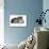 American Curl Cat-Fabio Petroni-Photographic Print displayed on a wall