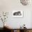 American Curl Cat-Fabio Petroni-Photographic Print displayed on a wall