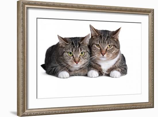 American Curl Cat-Fabio Petroni-Framed Photographic Print