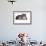 American Curl Cat-Fabio Petroni-Framed Photographic Print displayed on a wall