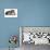 American Curl Cat-Fabio Petroni-Photographic Print displayed on a wall