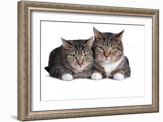 American Curl Cat-Fabio Petroni-Framed Photographic Print