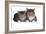 American Curl Cat-Fabio Petroni-Framed Photographic Print