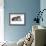 American Curl Cat-Fabio Petroni-Framed Photographic Print displayed on a wall