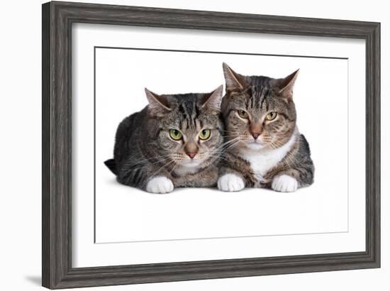 American Curl Cat-Fabio Petroni-Framed Photographic Print