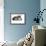 American Curl Cat-Fabio Petroni-Framed Photographic Print displayed on a wall