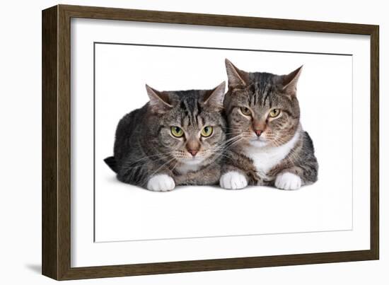 American Curl Cat-Fabio Petroni-Framed Photographic Print