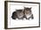 American Curl Cat-Fabio Petroni-Framed Photographic Print