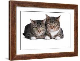 American Curl Cat-Fabio Petroni-Framed Photographic Print