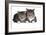 American Curl Cat-Fabio Petroni-Framed Photographic Print