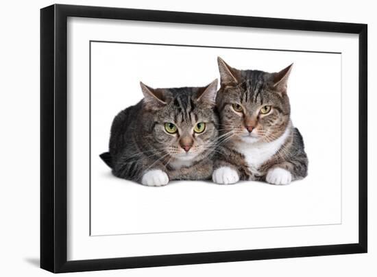 American Curl Cat-Fabio Petroni-Framed Photographic Print