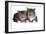 American Curl Cat-Fabio Petroni-Framed Photographic Print