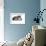 American Curl Cat-Fabio Petroni-Framed Photographic Print displayed on a wall