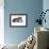 American Curl Cat-Fabio Petroni-Framed Photographic Print displayed on a wall