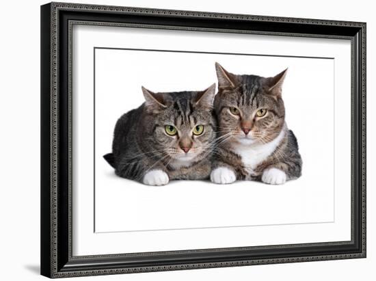 American Curl Cat-Fabio Petroni-Framed Photographic Print