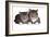 American Curl Cat-Fabio Petroni-Framed Photographic Print