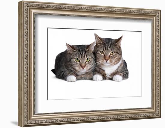 American Curl Cat-Fabio Petroni-Framed Photographic Print