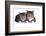 American Curl Cat-Fabio Petroni-Framed Photographic Print