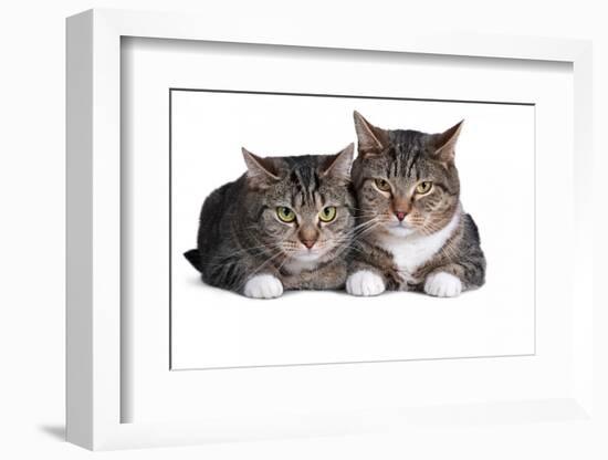 American Curl Cat-Fabio Petroni-Framed Photographic Print