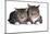 American Curl Cat-Fabio Petroni-Mounted Photographic Print