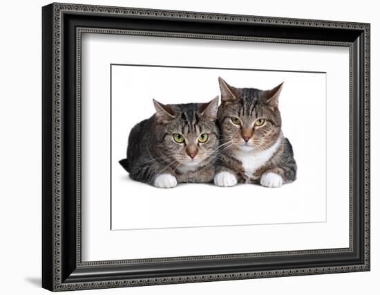 American Curl Cat-Fabio Petroni-Framed Photographic Print