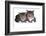 American Curl Cat-Fabio Petroni-Framed Photographic Print