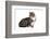 American Curl Cat-Fabio Petroni-Framed Photographic Print