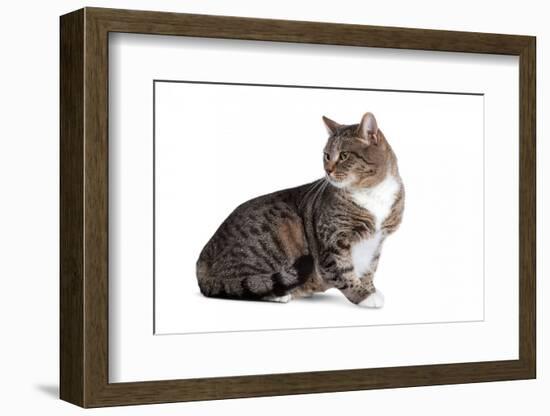 American Curl Cat-Fabio Petroni-Framed Photographic Print