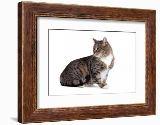 American Curl Cat-Fabio Petroni-Framed Photographic Print