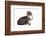 American Curl Cat-Fabio Petroni-Framed Photographic Print