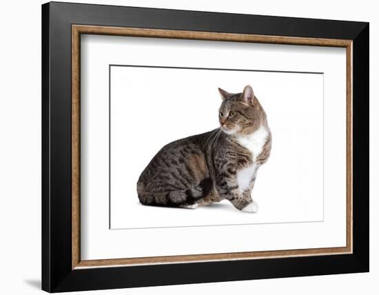 American Curl Cat-Fabio Petroni-Framed Photographic Print