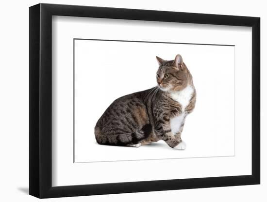American Curl Cat-Fabio Petroni-Framed Photographic Print