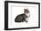 American Curl Cat-Fabio Petroni-Framed Photographic Print