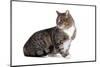 American Curl Cat-Fabio Petroni-Mounted Photographic Print