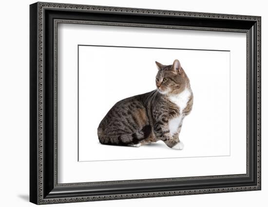 American Curl Cat-Fabio Petroni-Framed Photographic Print