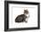 American Curl Cat-Fabio Petroni-Framed Photographic Print