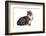 American Curl Cat-Fabio Petroni-Framed Photographic Print