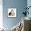 American Curl-Barbara Keith-Framed Giclee Print displayed on a wall