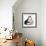 American Curl-Barbara Keith-Framed Giclee Print displayed on a wall