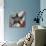 American Dreams VII-Ken Hurd-Giclee Print displayed on a wall
